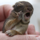 Illustration for article titled Wild baby animals; how to help